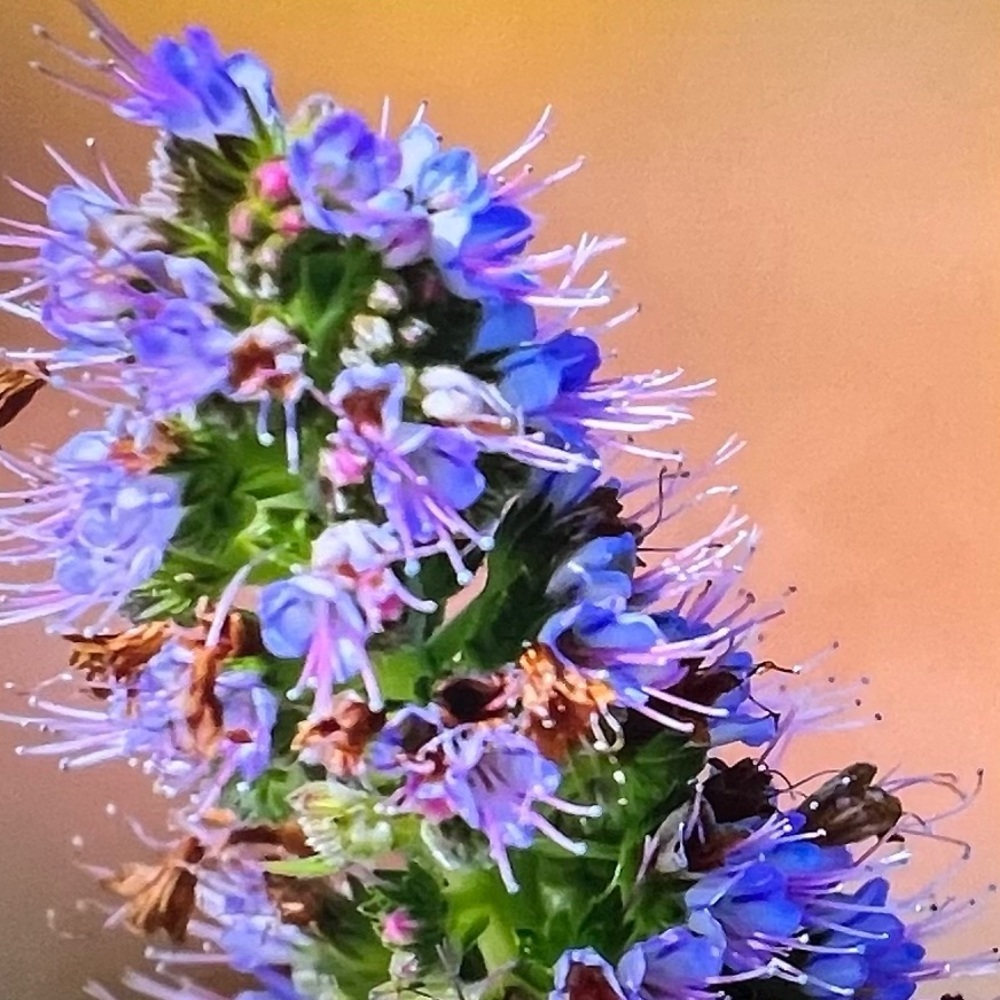 Meet your Posher, Ynersa